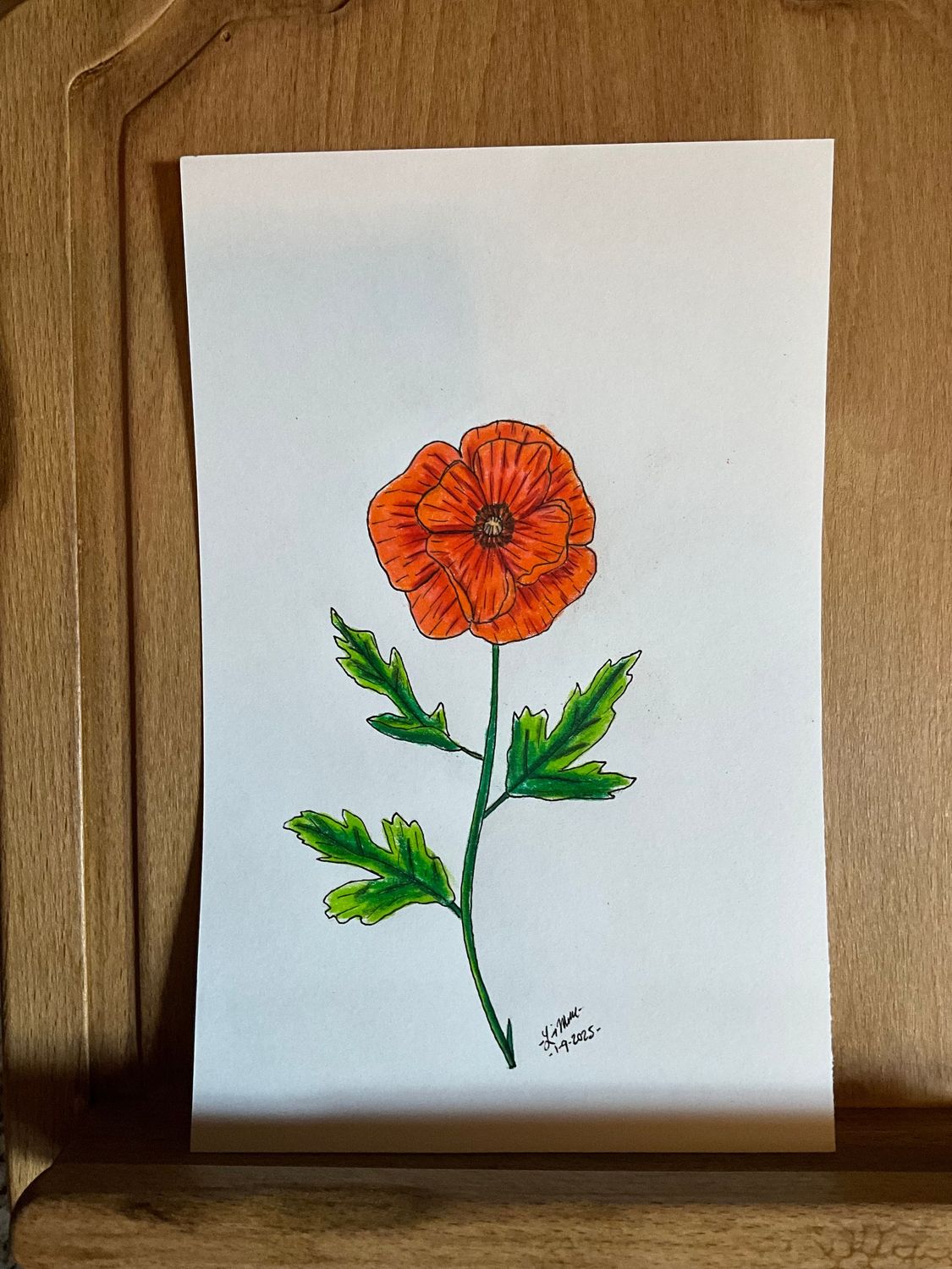 Single Poppy Flower