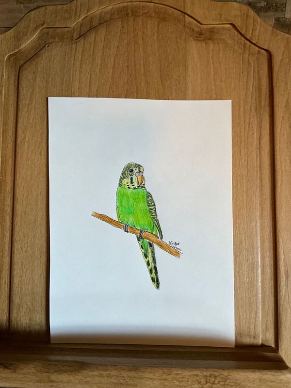 Parakeet