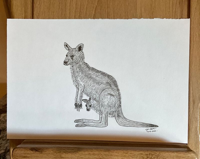 Kangaroo with  her Joey