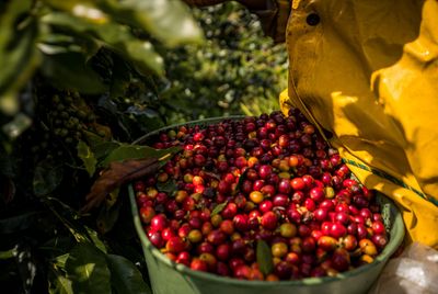 Premium Coffee