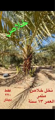 نخل خلاص نسيجي مثمر العمر ١٣ سنة