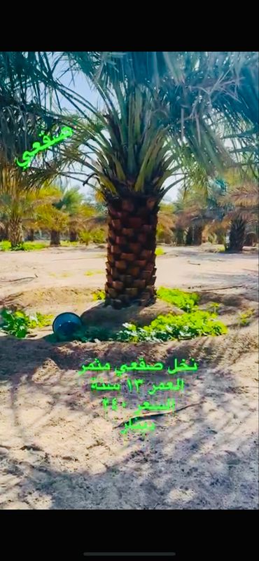 نخل صقعي مثمر العمر ١٣ سنة