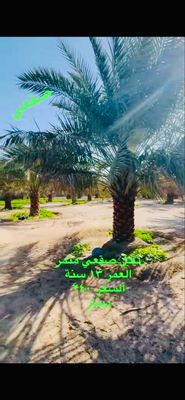نخل صقعي مثمر العمر ١٣ سنة