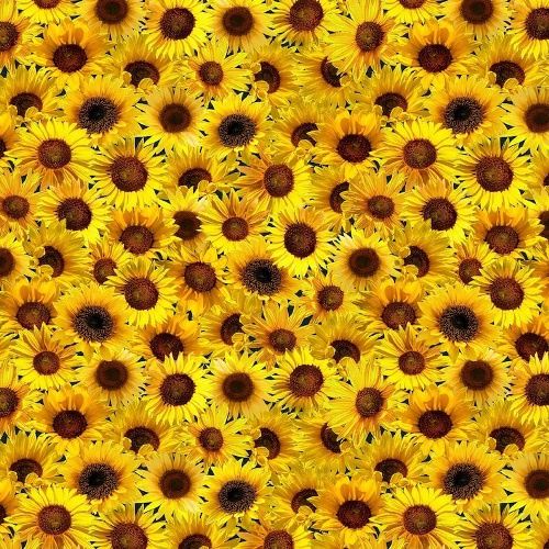 Sunflower Sunset - Packed Sunflowers