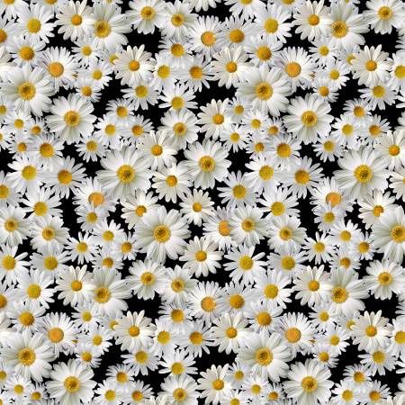 Advice From A Sunflower - Black Blooming Packed Daisies