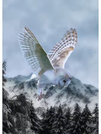 Call Of The Wild - Barn Owl Panel
