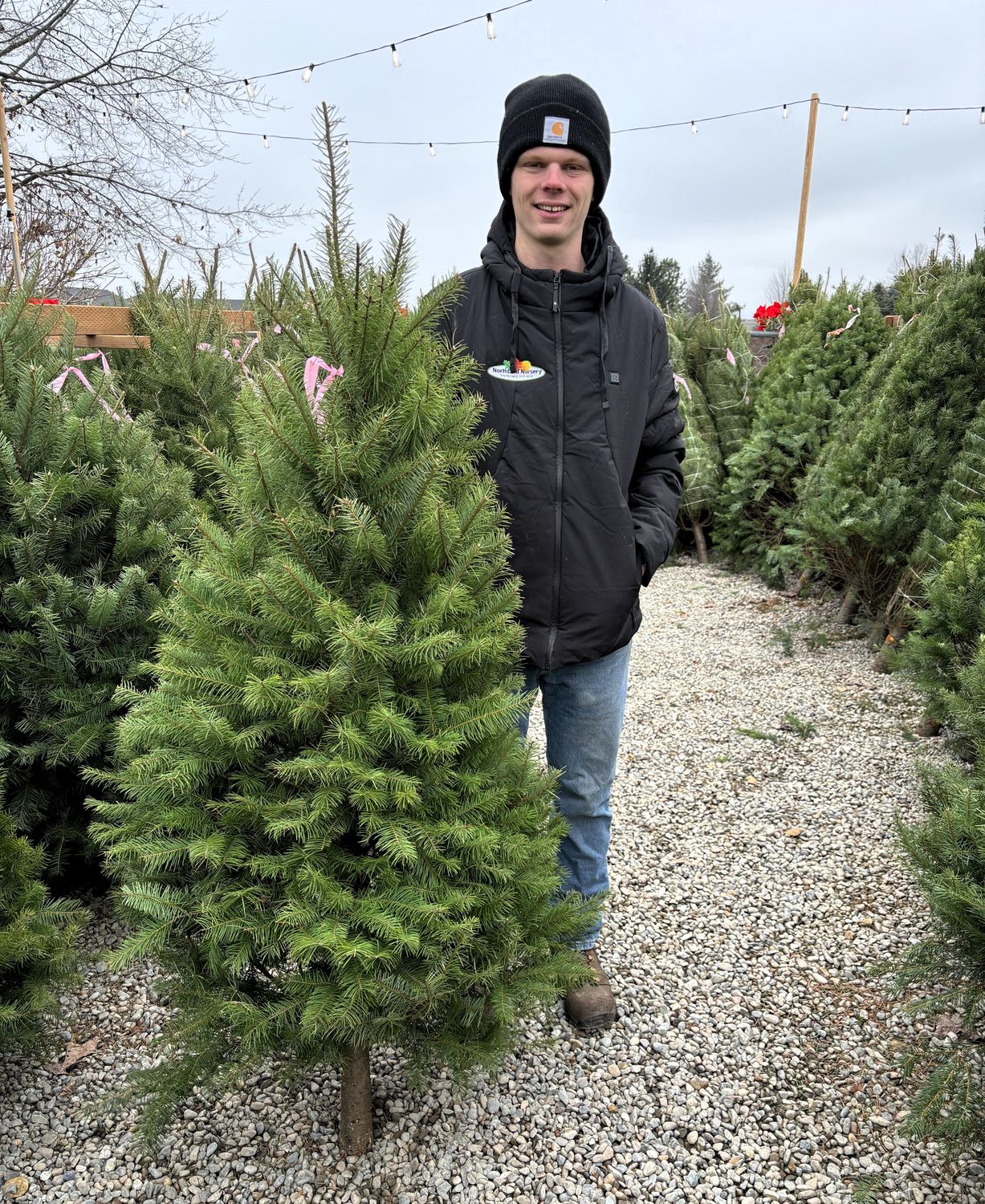 TREE DOUGLAS FIR 5'-6'