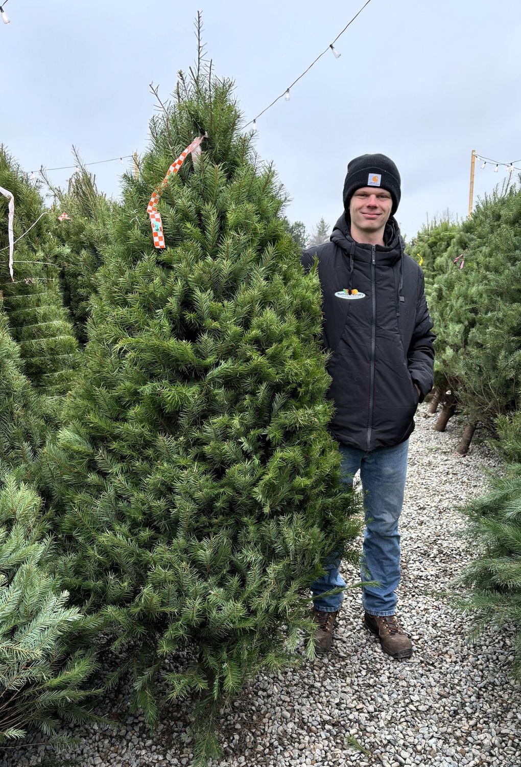 TREE DOUGLAS FIR 6'-7'