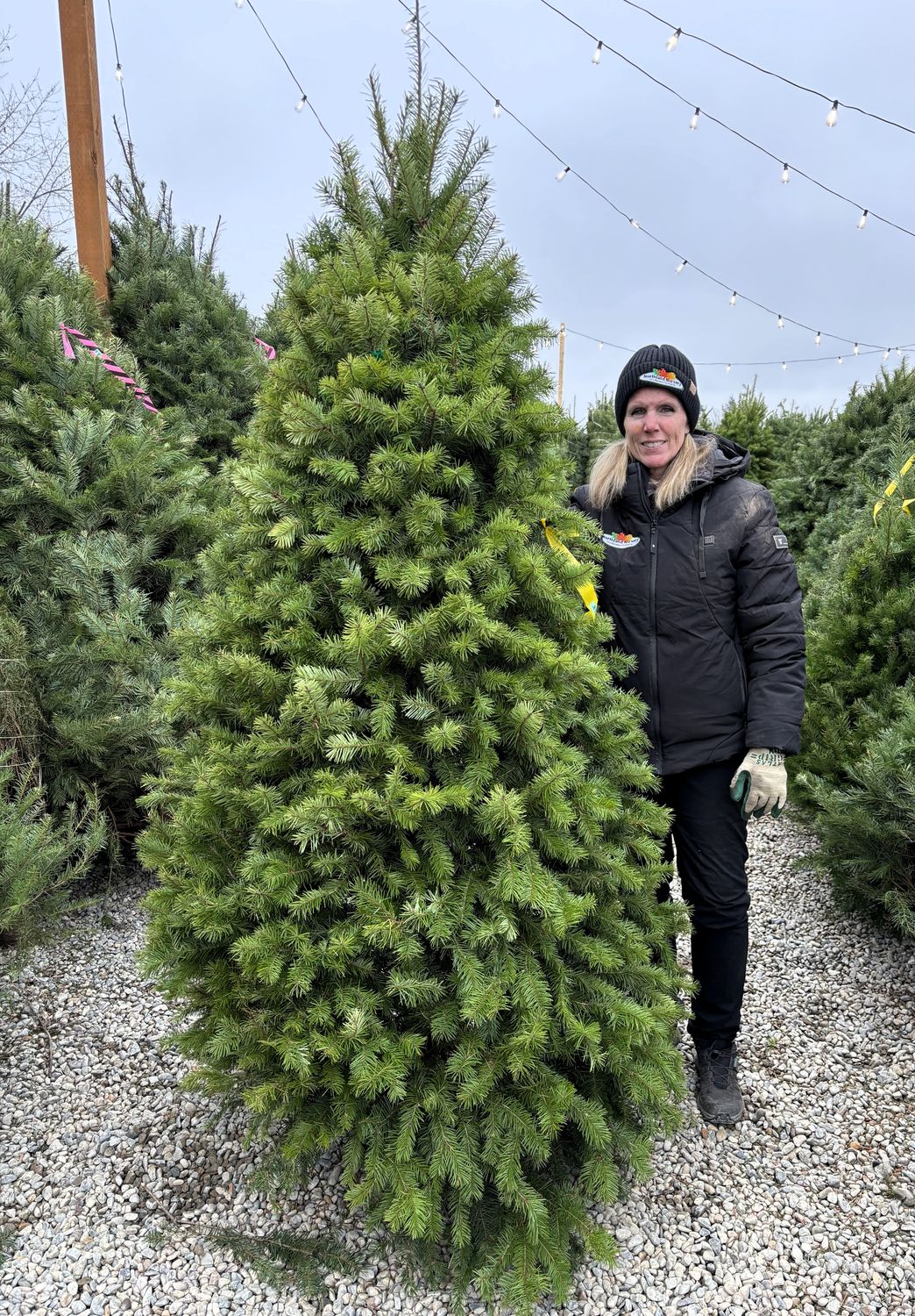TREE DOUGLAS FIR 7'-8'