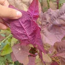 Espinaca roja de montaña Espinaca roja de montaña