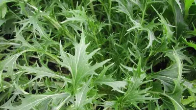 Lechuga Mizuna Lechuga Mizuna