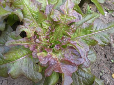 Lechuga flecha bronceada Lechuga flecha bronceada