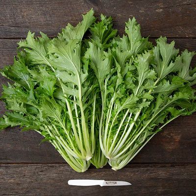 Lechuga Mizuna Reapsteel Lechuga Mizuna Reapsteel