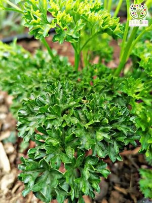 Perejil Crespo Perejil Crespo