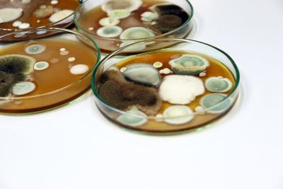 IICRC AMRT-Applied Microbial Remediation