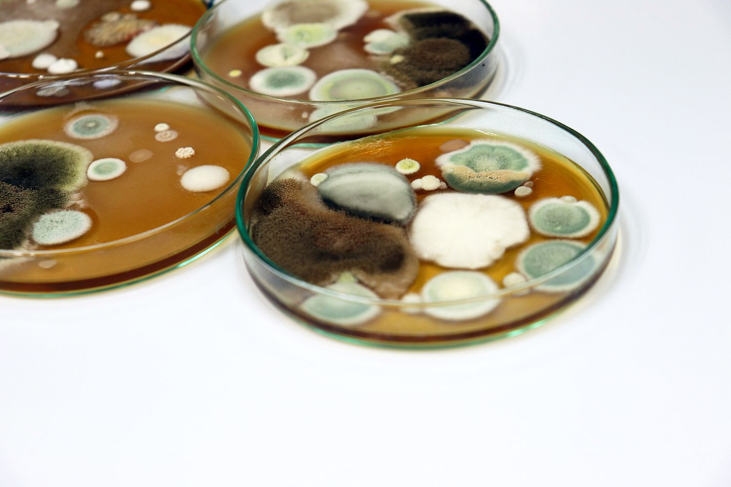 IICRC AMRT-Applied Microbial Remediation