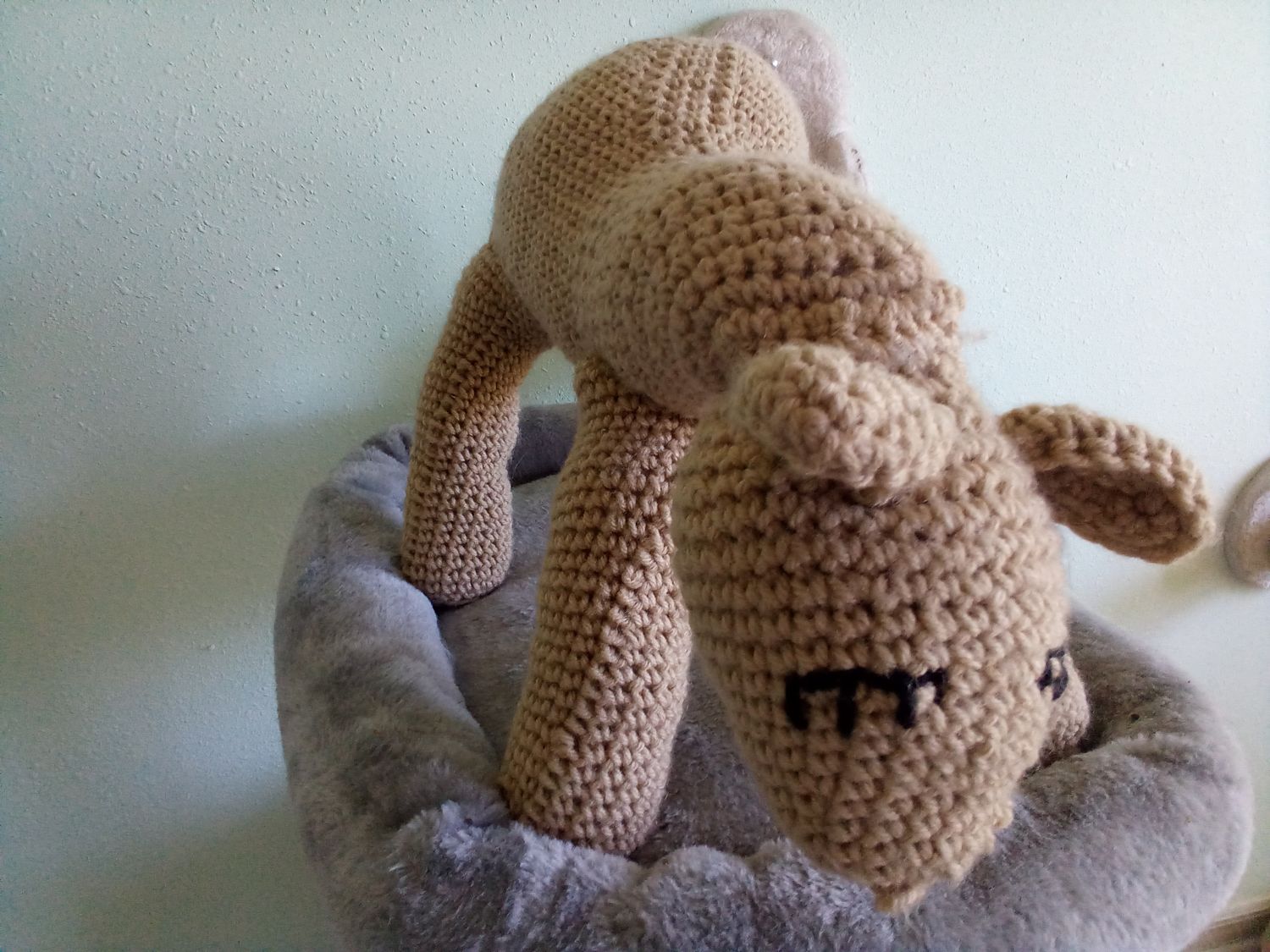 Casey the camel