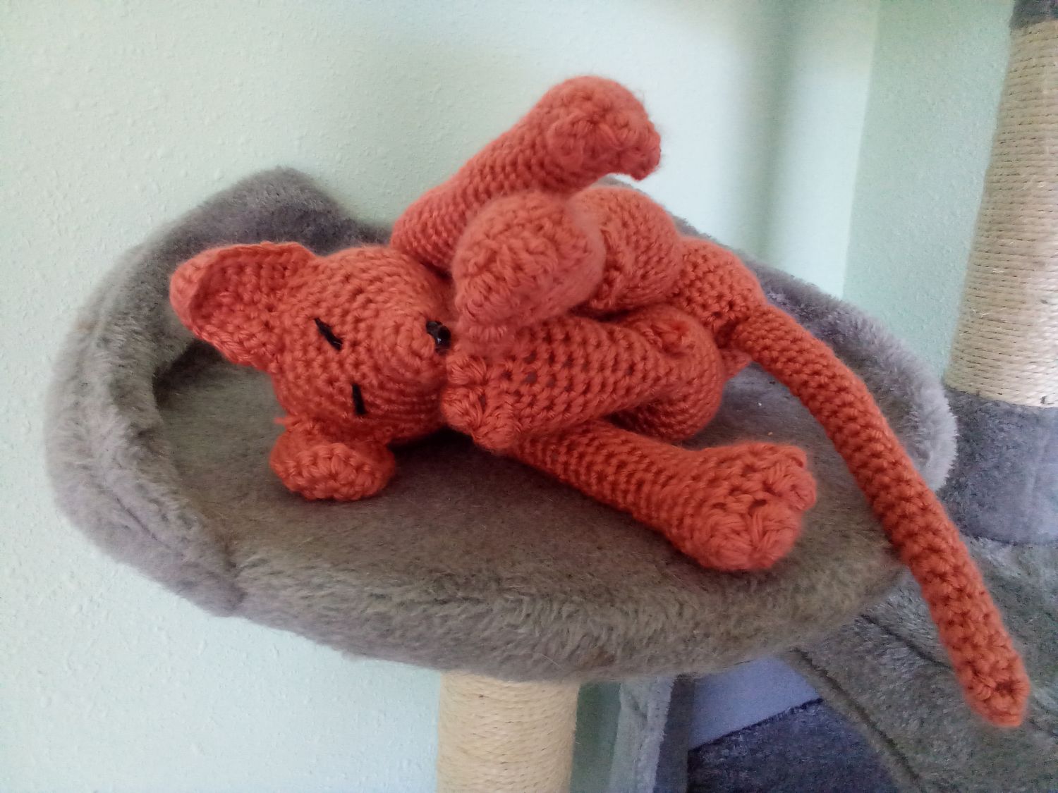 Sleeping Kitten