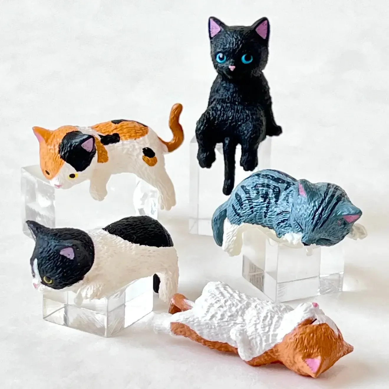 BLIND BOX CAT RESTING