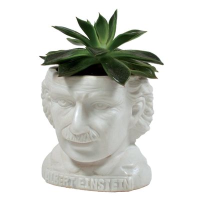 PLANTER - ALBERT EINSTEIN