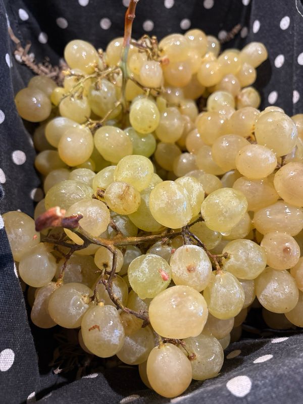 Raisin blanc