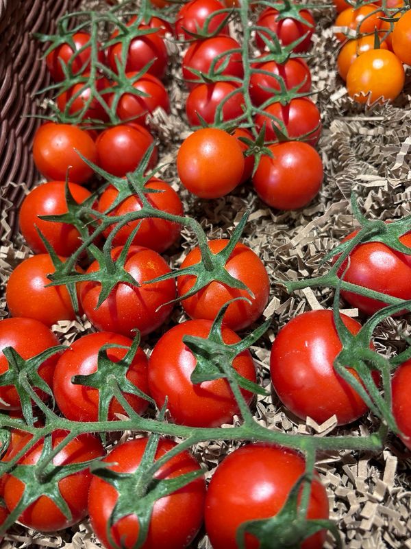Tomates cerises France