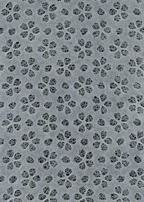 Fleurs de Sakura blanc (Sakura flower) 21"x31"