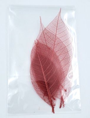 Ens. 5 petites feuilles 2.5" à 4" environ