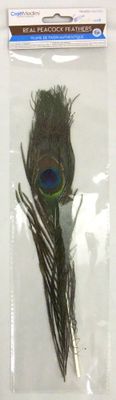 Real peacock feathers (2) 10"-14"