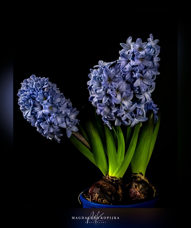 Flower photography