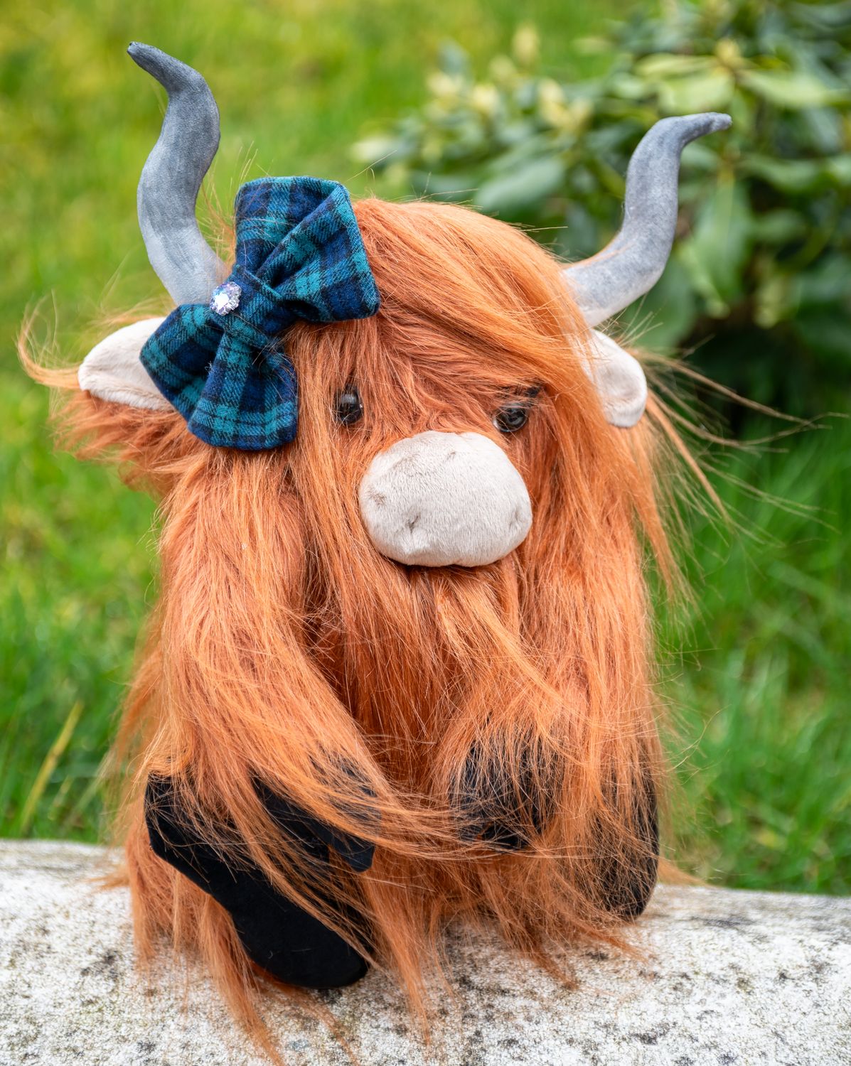 Highland Cow with bow