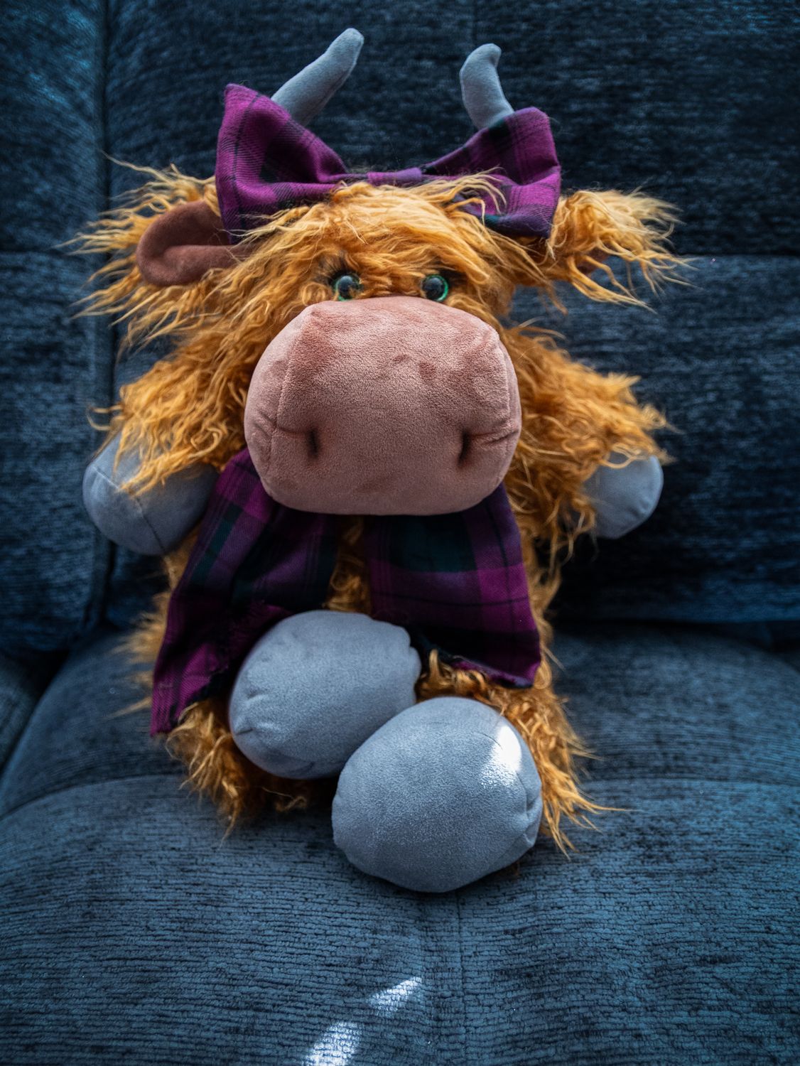 Highland Coo