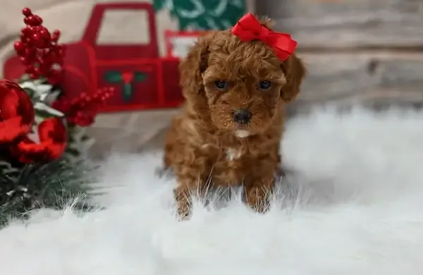 BILLIE – (TOY) POODLE PUPPY