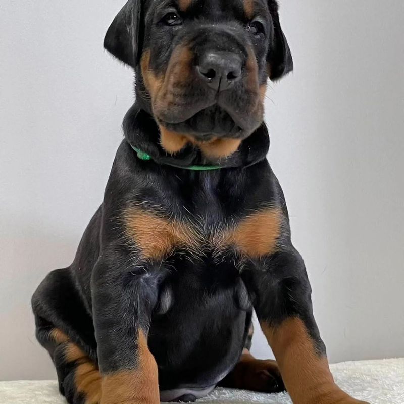 JUNE – DOBERMAN PINSCHER PUPPY FOR SALE