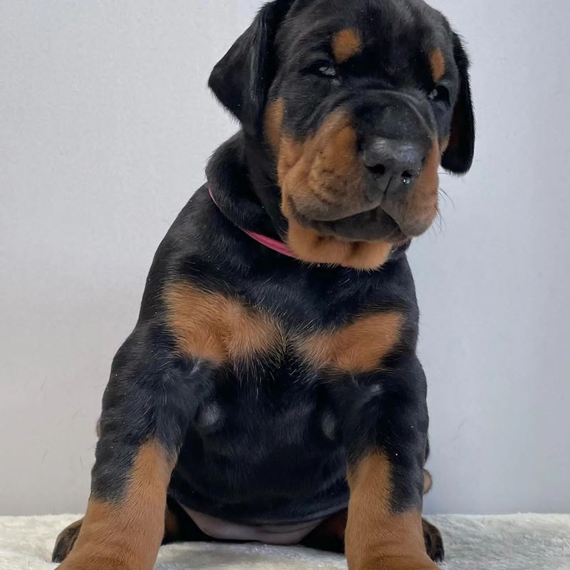 GWEN - DOBERMAN PINSCHER PUPPIES FOR SALE