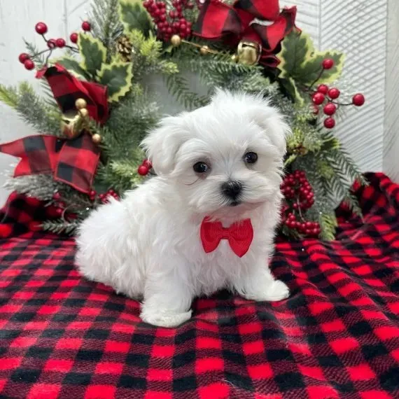 ROCKY – MALTESE PUPPY FOR SALE