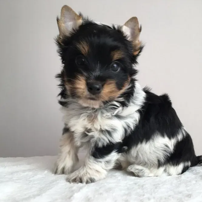 JASON – TOY YORKIE PUPPY FOR SALE