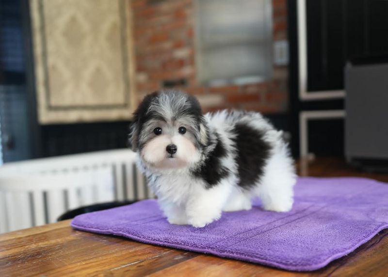 ALEC - COTON DE TULEAR PUPPY FOR SALE