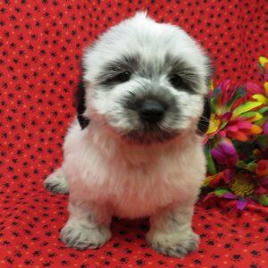 GUMDROP- COTON DE TULEAR PUPPY FOR SALE