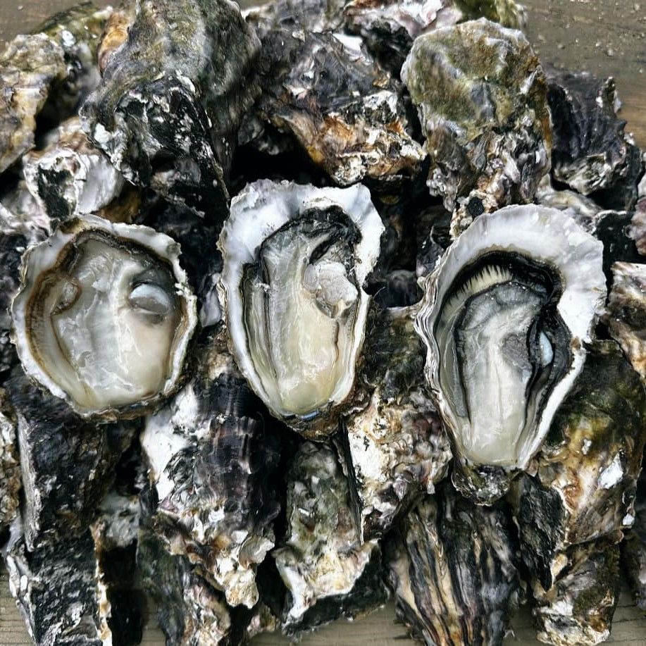5 doz. Whole Shell Pacific Oysters from the Bay of Islands, fresh &amp; fat as! Plus we&#39;ll add in a few extras for you!