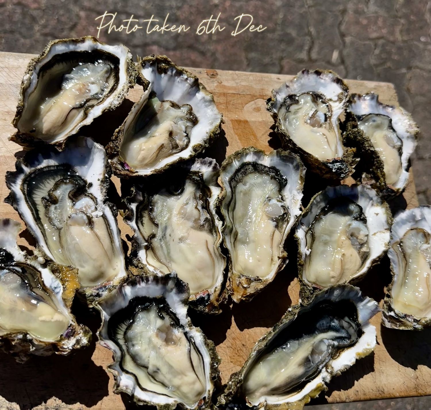 8 doz (96) Whole Shell Pacific Oysters (mixed size) from the Mahurangi Harbour 