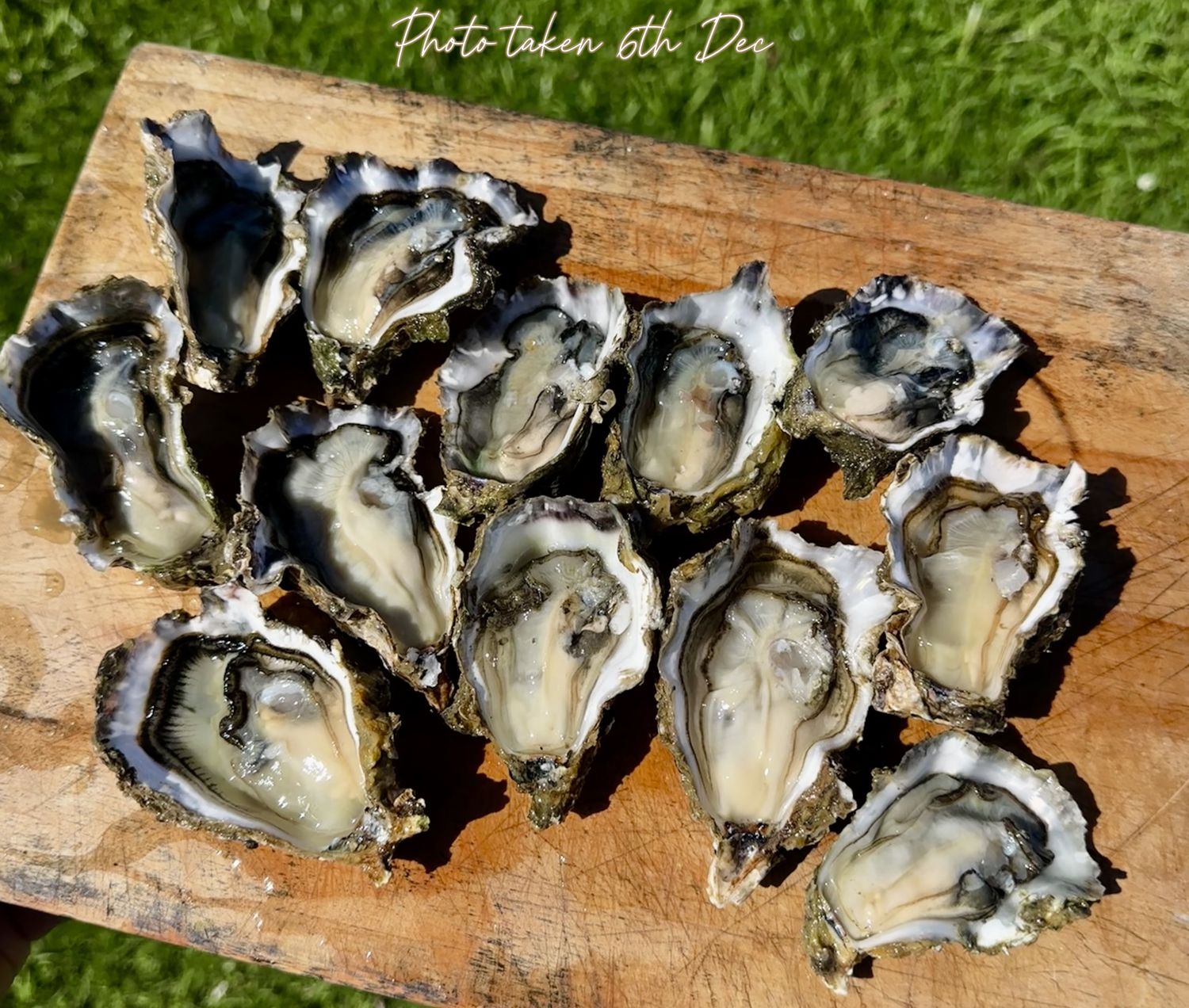 9 doz (108 approx) Whole Shell Pacific Oysters (bistro grade, smaller sizes) from the Mahurangi Harbour