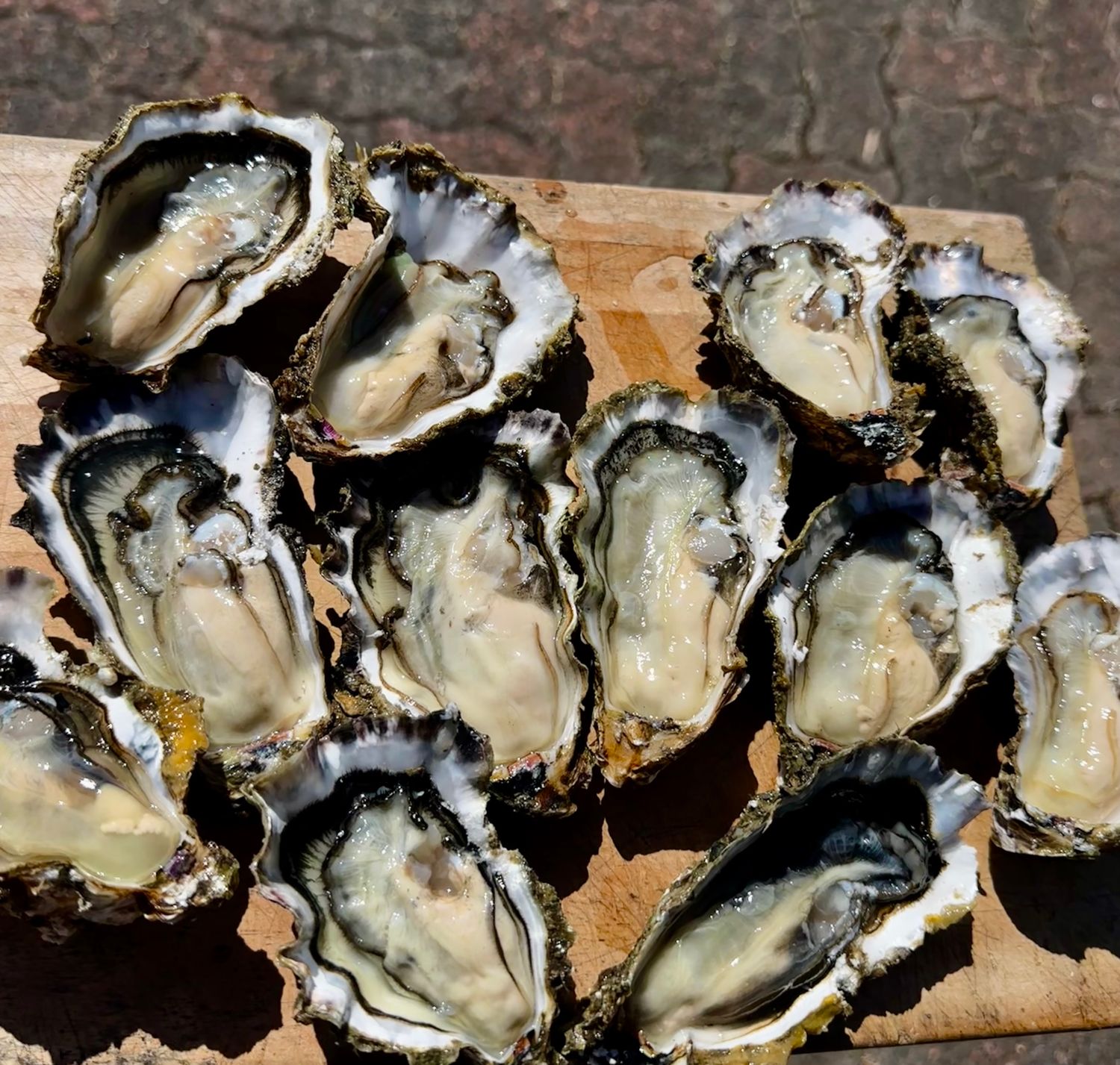 Oyster Starter Pack: 4 Dozen Fresh Oysters (Mixed sizes &amp; double washed) + Oyster Knife