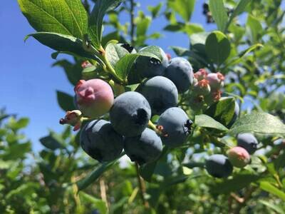 Pre-Order Superior Blueberry Plant