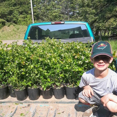 Pre-Order Patriot Blueberry Plants