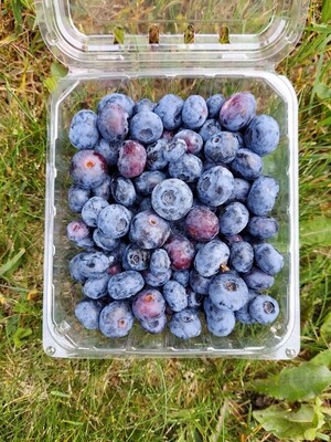 Pre-Picked Blueberries - Pint or Half-Pint