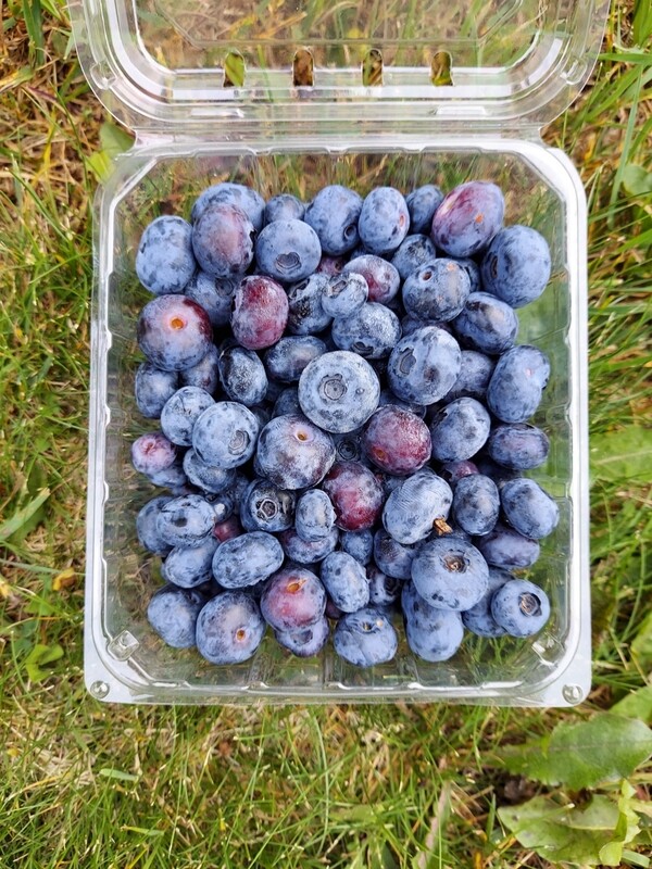 Pre-Picked Organic Blueberries - Pint or Half-Pint