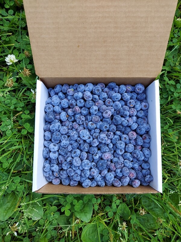 Pre-Picked Organic Blueberries - 3 Pound Box