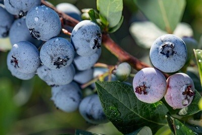 Organic Blueberries