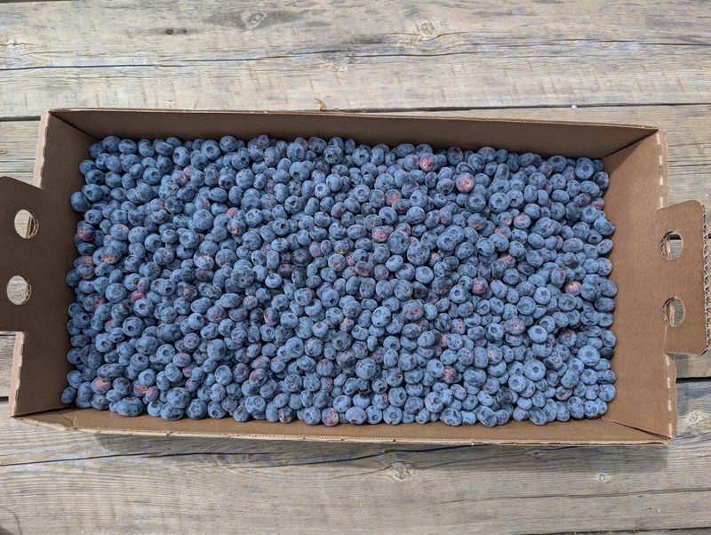 Pre-Picked Organic Blueberries - 10 Pound Flat